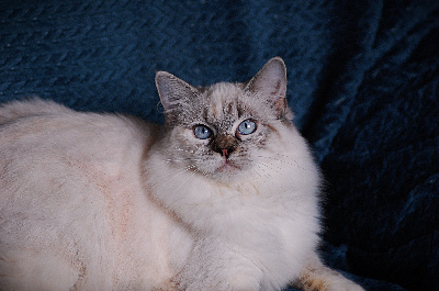 Des Forges Du Roy - Chaton disponible  - Ragdoll