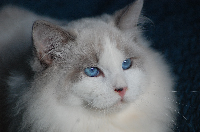 Des Forges Du Roy - Chaton disponible  - Ragdoll