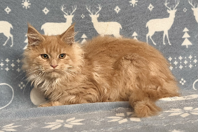 De L’Antre D’Or - Chaton disponible  - Maine Coon