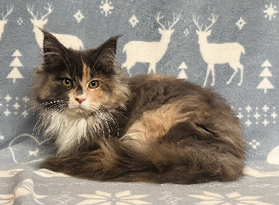 De L’Antre D’Or - Chaton disponible  - Maine Coon