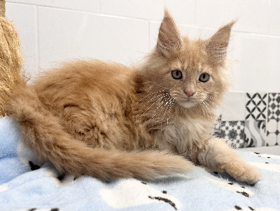 YANKEE - Maine Coon