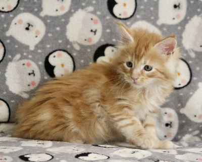 WYAT - Maine Coon