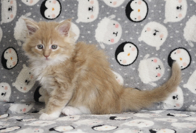 De L’Antre D’Or - Chaton disponible  - Maine Coon