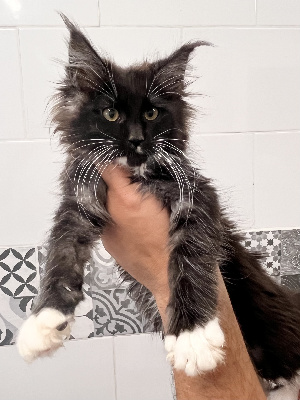 De L’Antre D’Or - Chaton disponible  - Maine Coon