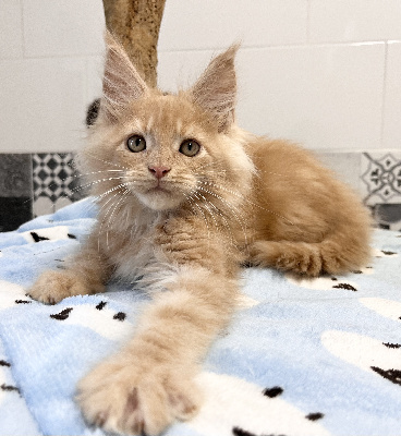 YANKEE - Maine Coon