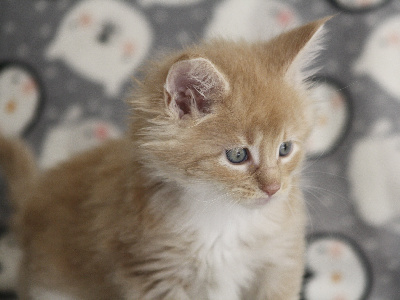 De L’Antre D’Or - Chaton disponible  - Maine Coon