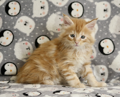 WYAT - Maine Coon