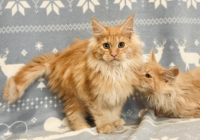 De L’Antre D’Or - Chaton disponible  - Maine Coon