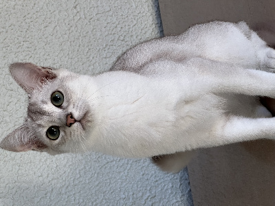 Cherry Silver - Chaton disponible  - Burmese anglais (Burmilla...)