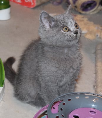 Violine - British Shorthair et Longhair