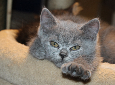 Du Chemin Du Paradis - Chaton disponible  - British Shorthair et Longhair