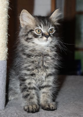 Voltaire - British Shorthair et Longhair