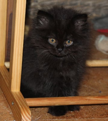 Zéphyra - British Shorthair et Longhair