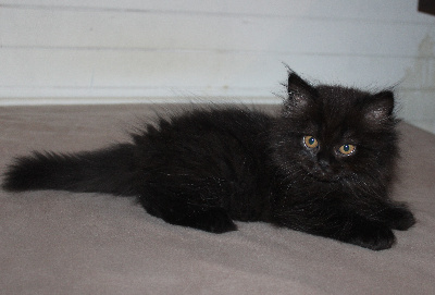 Du Chemin Du Paradis - Chaton disponible  - British Shorthair et Longhair