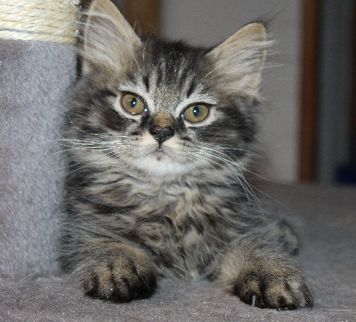 Du Chemin Du Paradis - Chaton disponible  - British Shorthair et Longhair