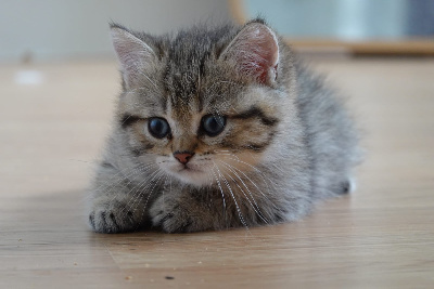 Des Blancs Cotons - Chaton disponible  - British Shorthair et Longhair