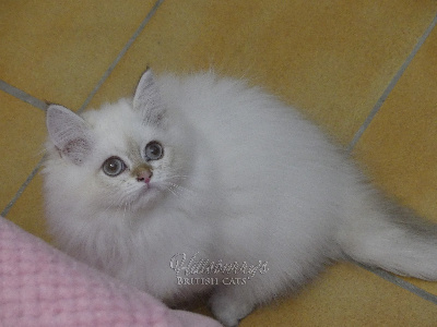 Hillsburry's - Chaton disponible  - British Shorthair et Longhair