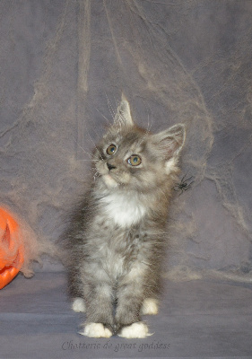 De Great Goddess - Chaton disponible  - Maine Coon