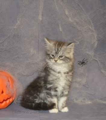 De Great Goddess - Chaton disponible  - Maine Coon