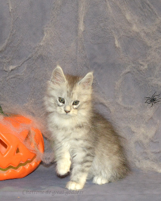 De Great Goddess - Chaton disponible  - Maine Coon