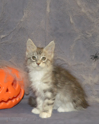 De Great Goddess - Chaton disponible  - Maine Coon