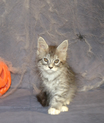 De Great Goddess - Chaton disponible  - Maine Coon