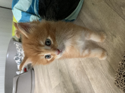 Du Temps Du Coeur - Chaton disponible  - Maine Coon