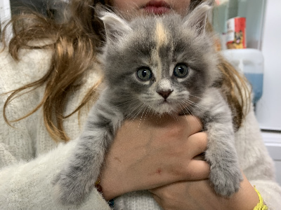 Du Temps Du Coeur - Chaton disponible  - Maine Coon