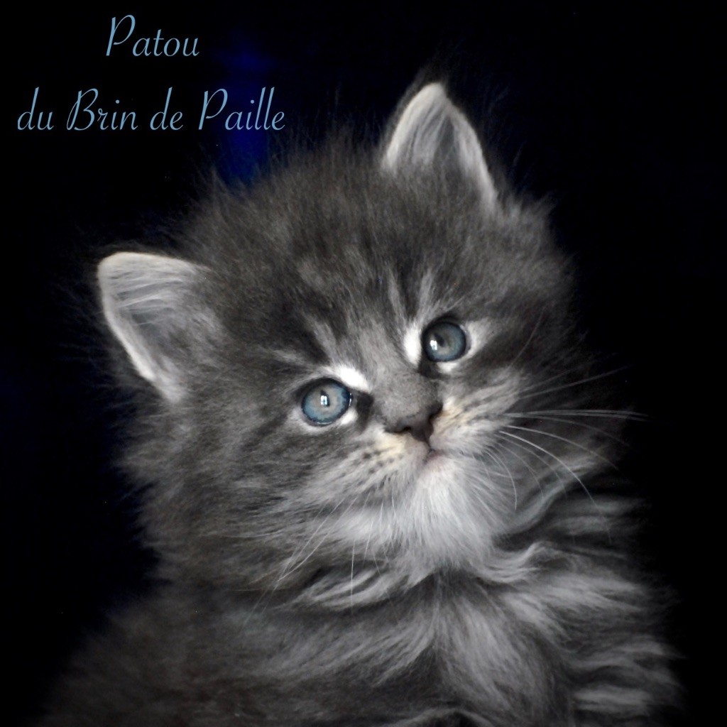 Du Brin De Paille - Deux magnifiques mâles Maine coon LOOF à réserver !