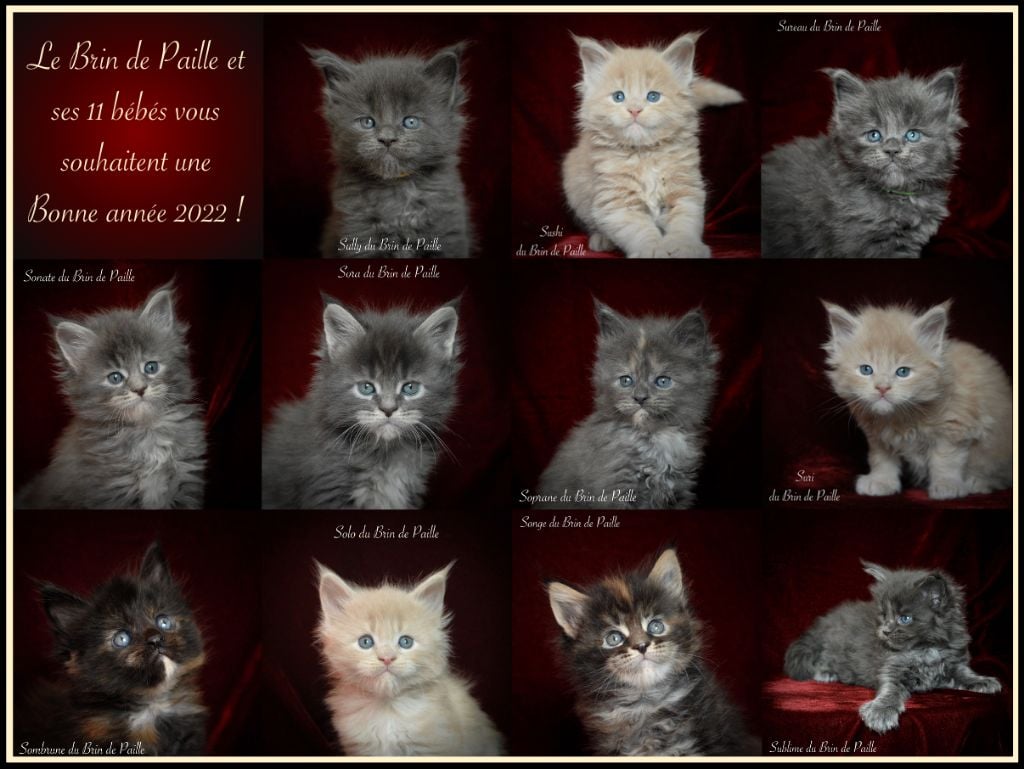 Du Brin De Paille - Magnifiques chatons Maine coon disponibles à la réservation