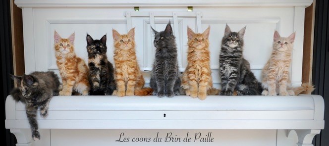 Du Brin De Paille - Nouvelles photos des bébés ! 11 semaines déjà !