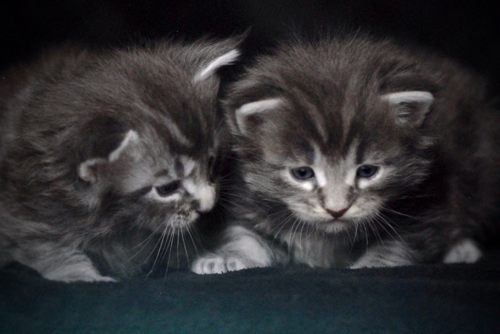 Du Brin De Paille - Les chatons ont 3 semaines => Nouvelles photos ! 