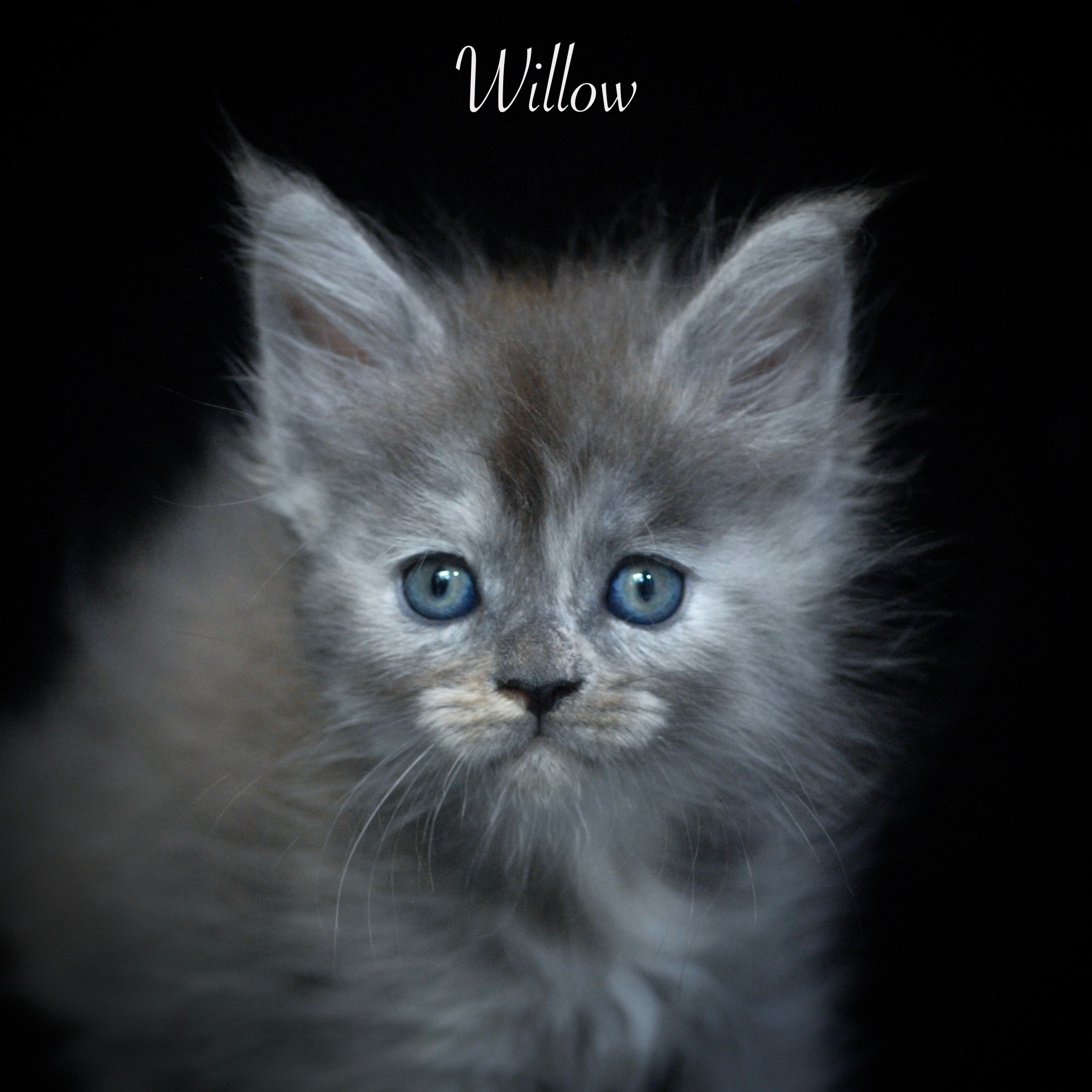 Willow