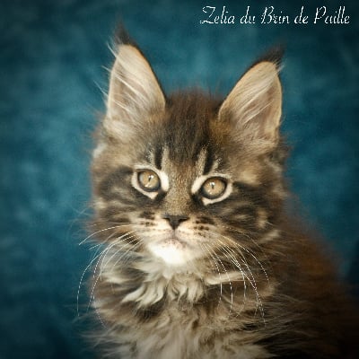 Du Brin De Paille - Chaton disponible  - Maine Coon