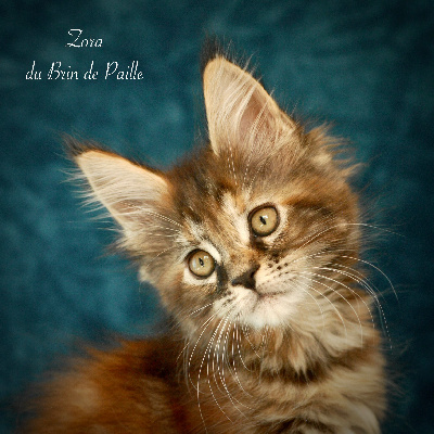 Du Brin De Paille - Chaton disponible  - Maine Coon