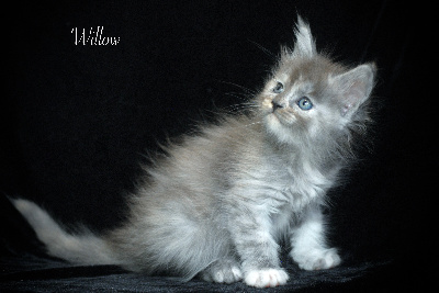 Willow - Maine Coon