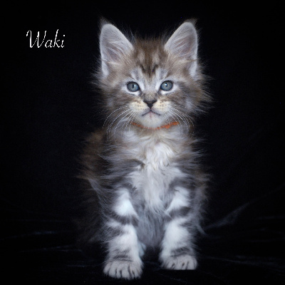 Waki - Maine Coon