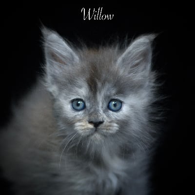 Du Brin De Paille - Chaton disponible  - Maine Coon