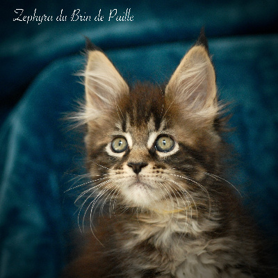 Du Brin De Paille - Chaton disponible  - Maine Coon