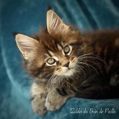 Du Brin De Paille - Chaton disponible  - Maine Coon