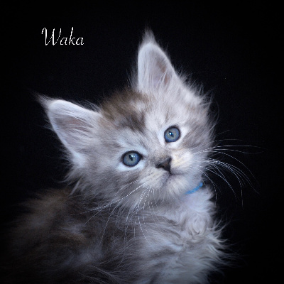 Du Brin De Paille - Chaton disponible  - Maine Coon