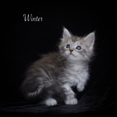 Winter - Maine Coon