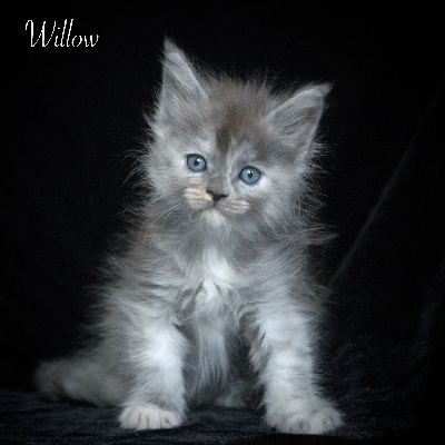 Willow - Maine Coon