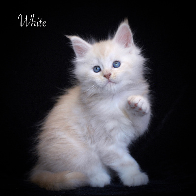 White - Maine Coon