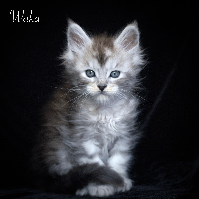 Waka - Maine Coon