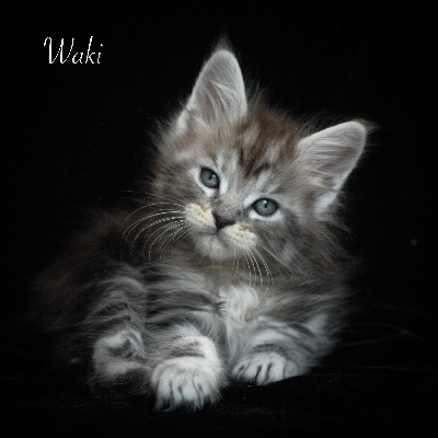 Waki - Maine Coon