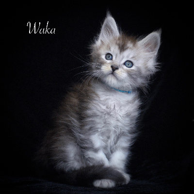 Waka - Maine Coon