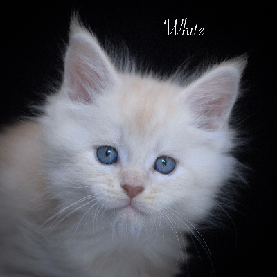 White - Maine Coon