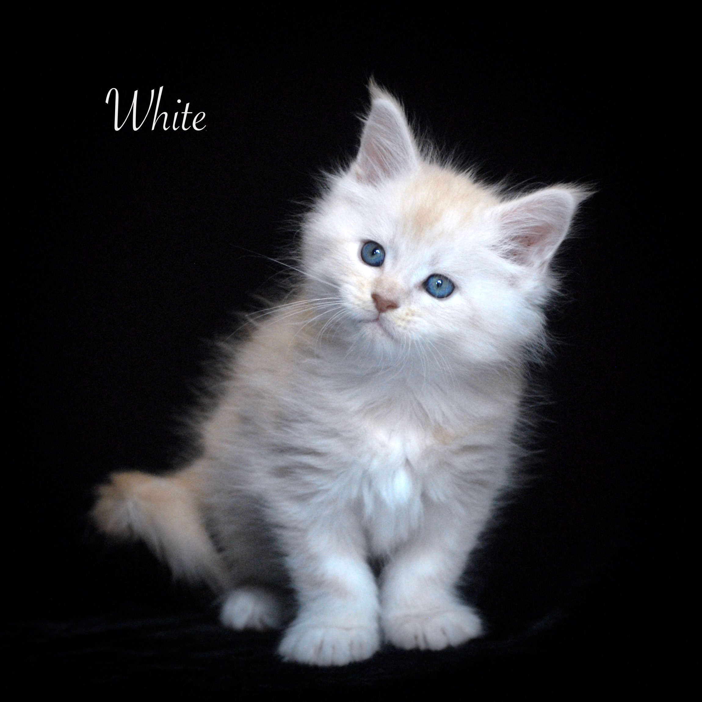 White - 