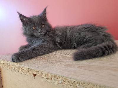 Du Littoral Normand - Chaton disponible  - Maine Coon